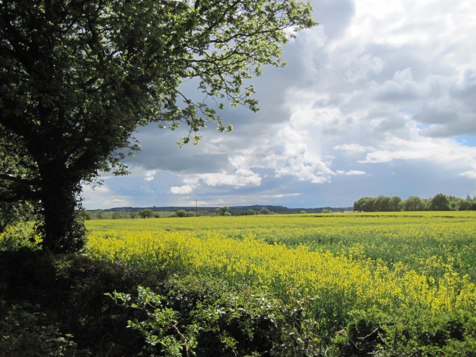 The approach is through peaceful countryside, covered in rapeseed early in the season