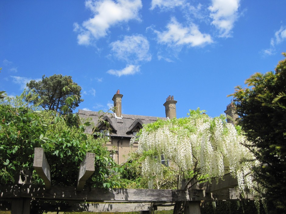 And look at the wisteria!