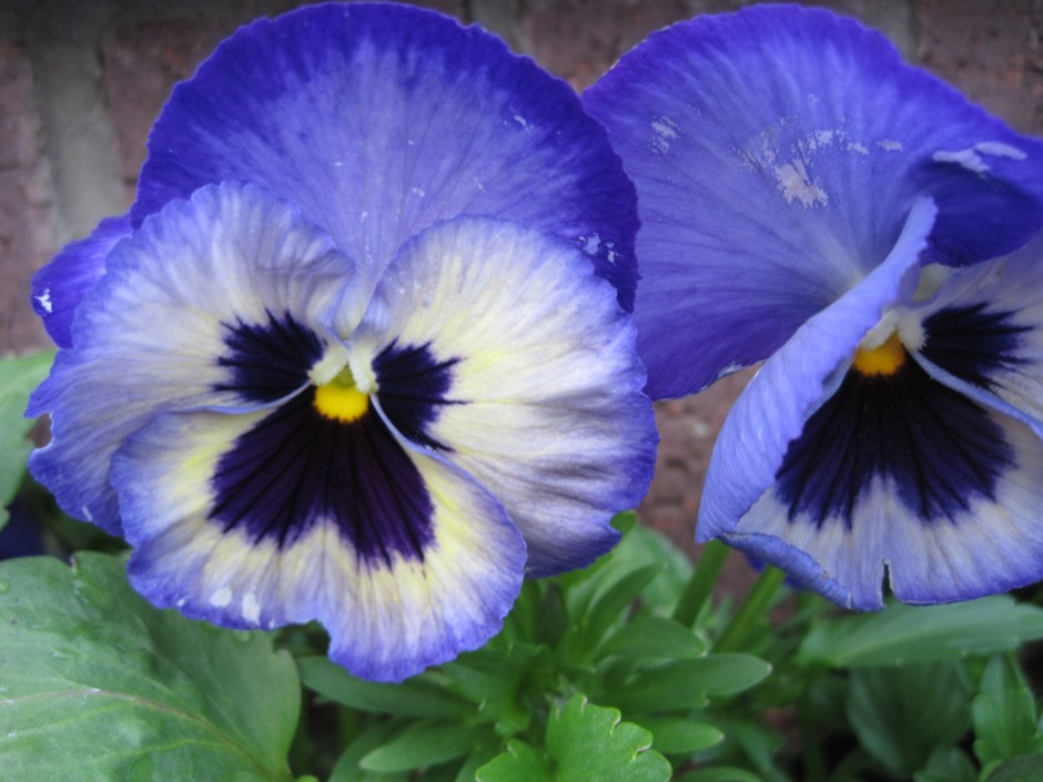 For Meg, who finds pansies bland