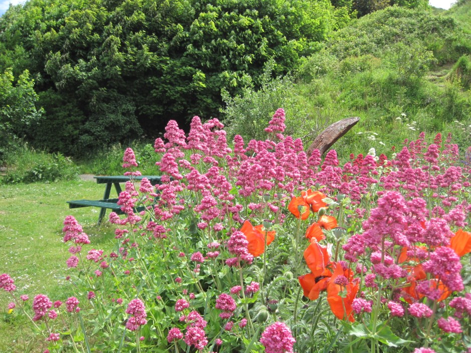 A few 'tangoing' poppies, a bench and the tip of an anchor