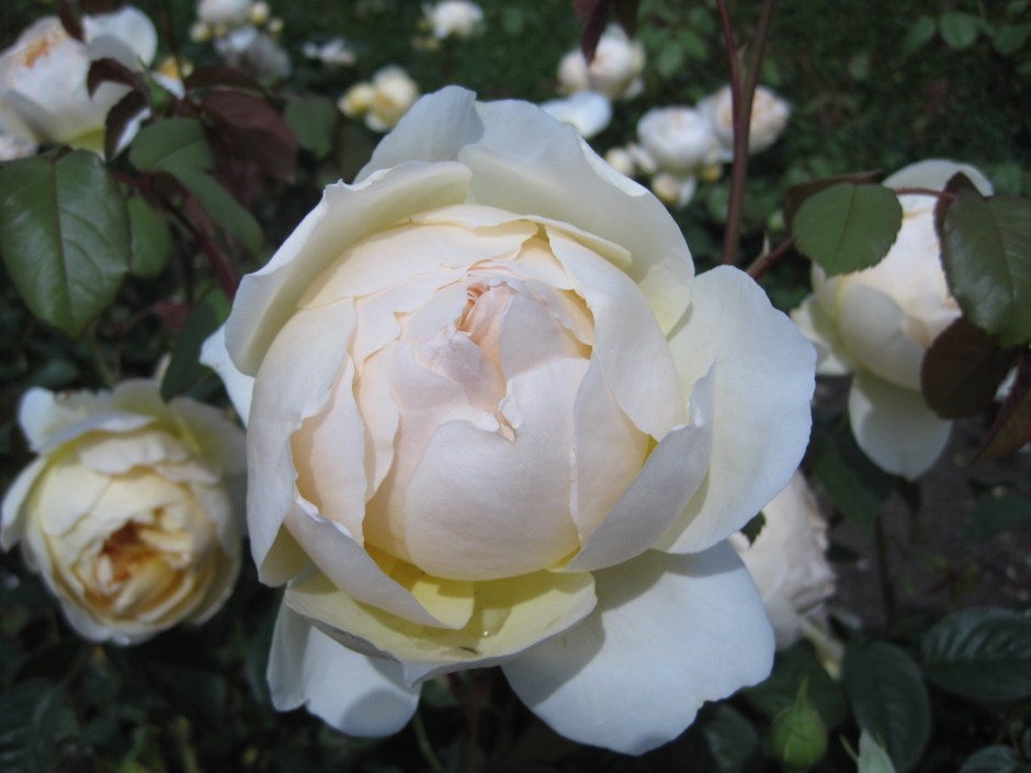 There are roses a-plenty!