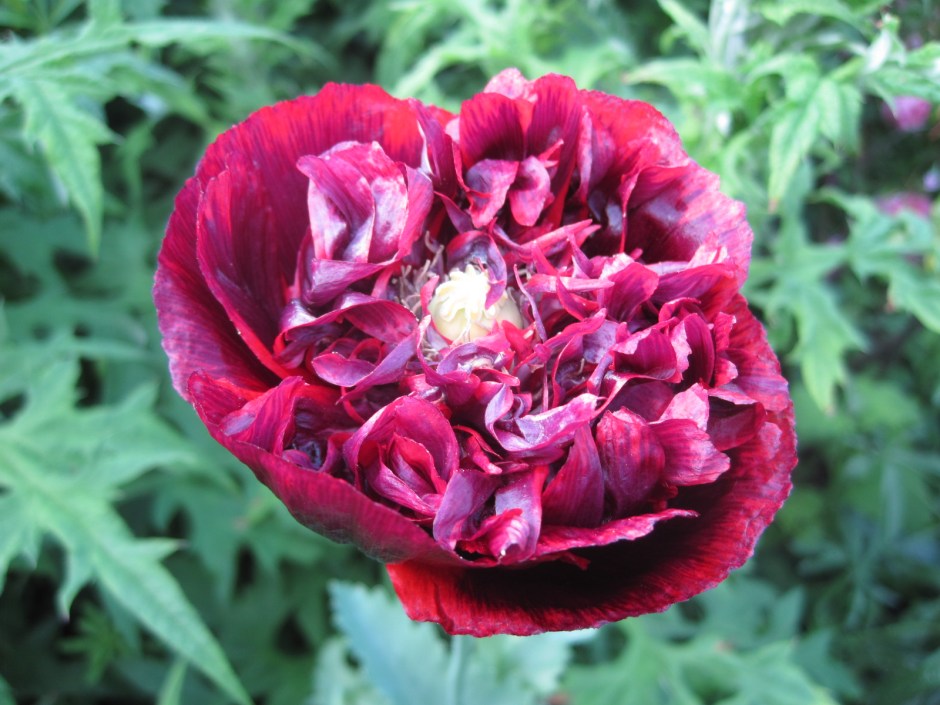 Here's another Bobby Dazzler, as my Mam would say