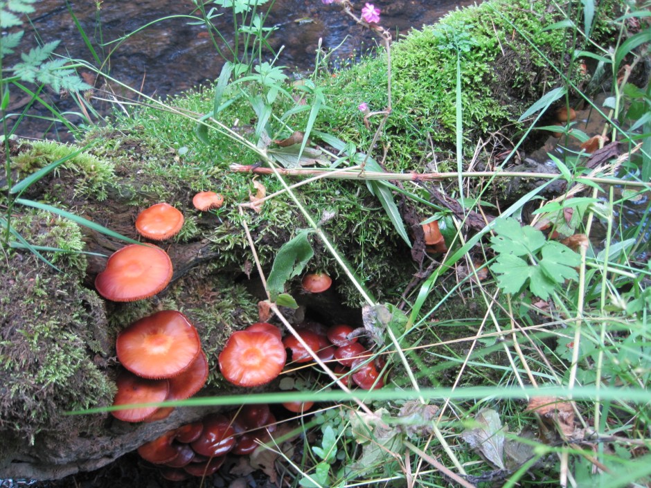 And a few toadstools