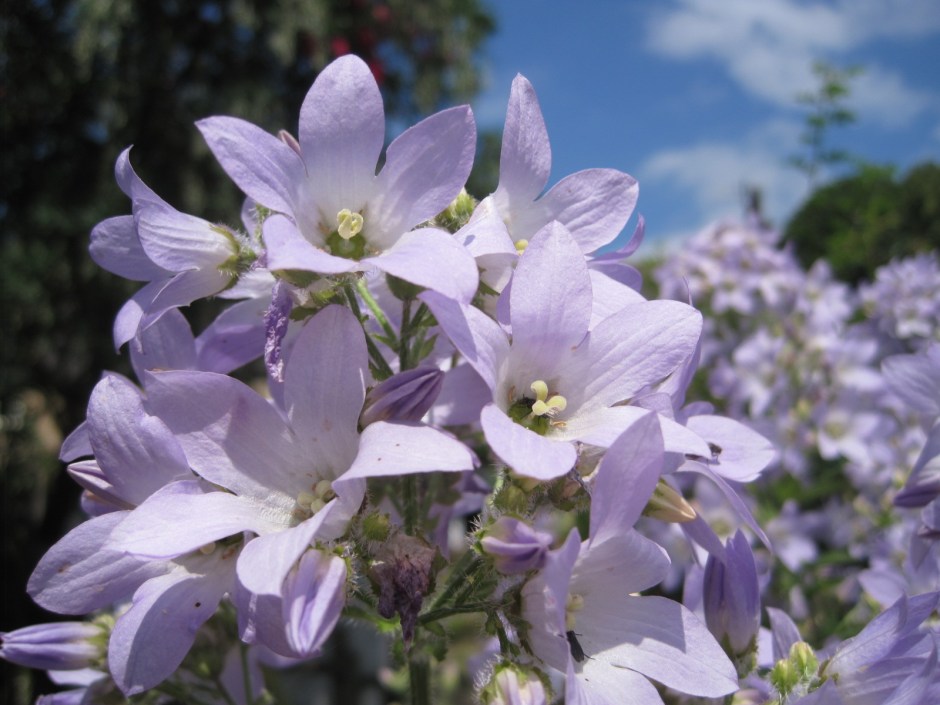 And these beautiful phlox alongside a small lock gate