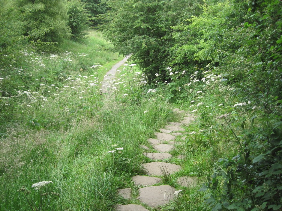 Let's follow the path down into the woods