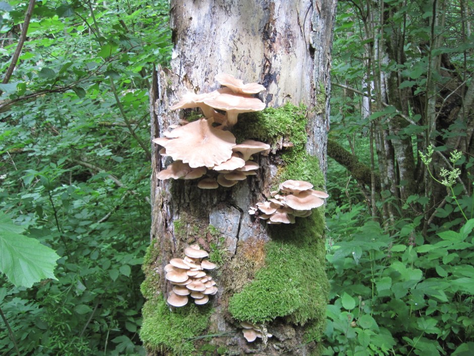 And look what we find!