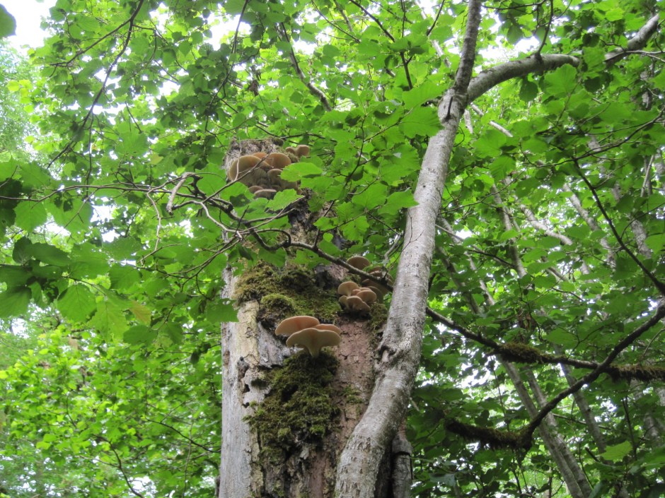 Growing right up into the tree
