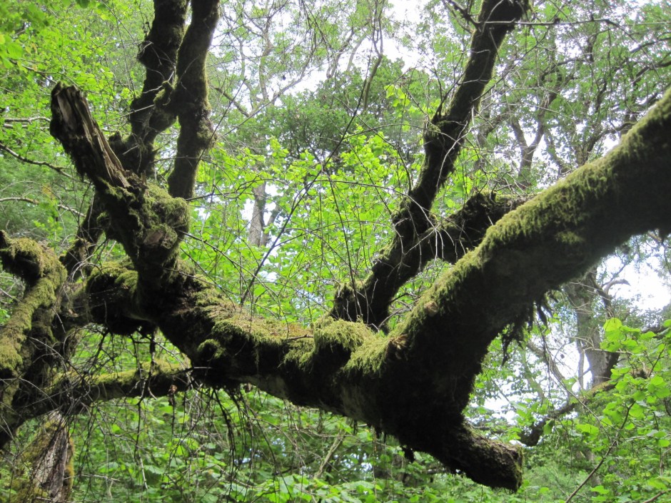 The trees are laden with moss