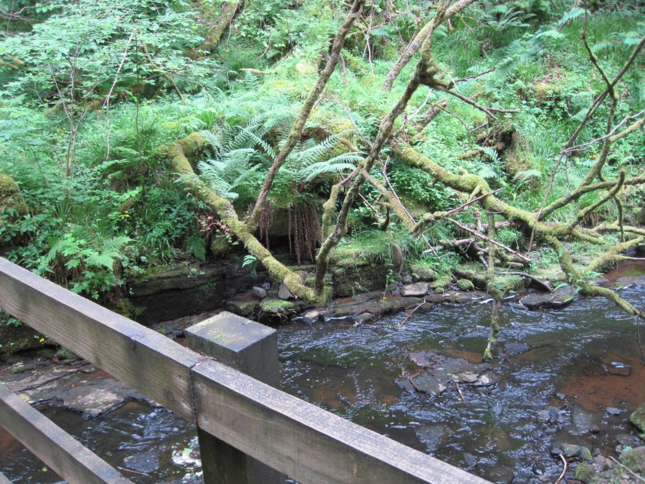Tangling with ferns and water