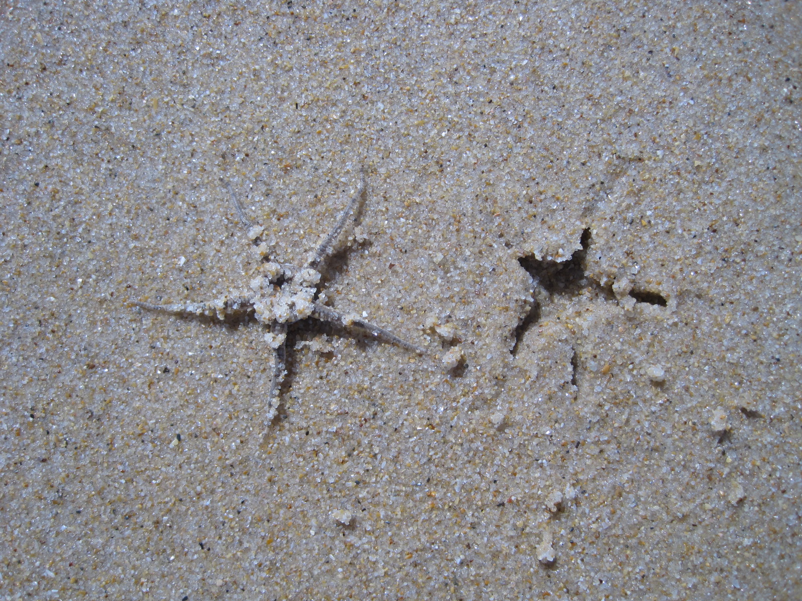 A starfish, rooted out of its home