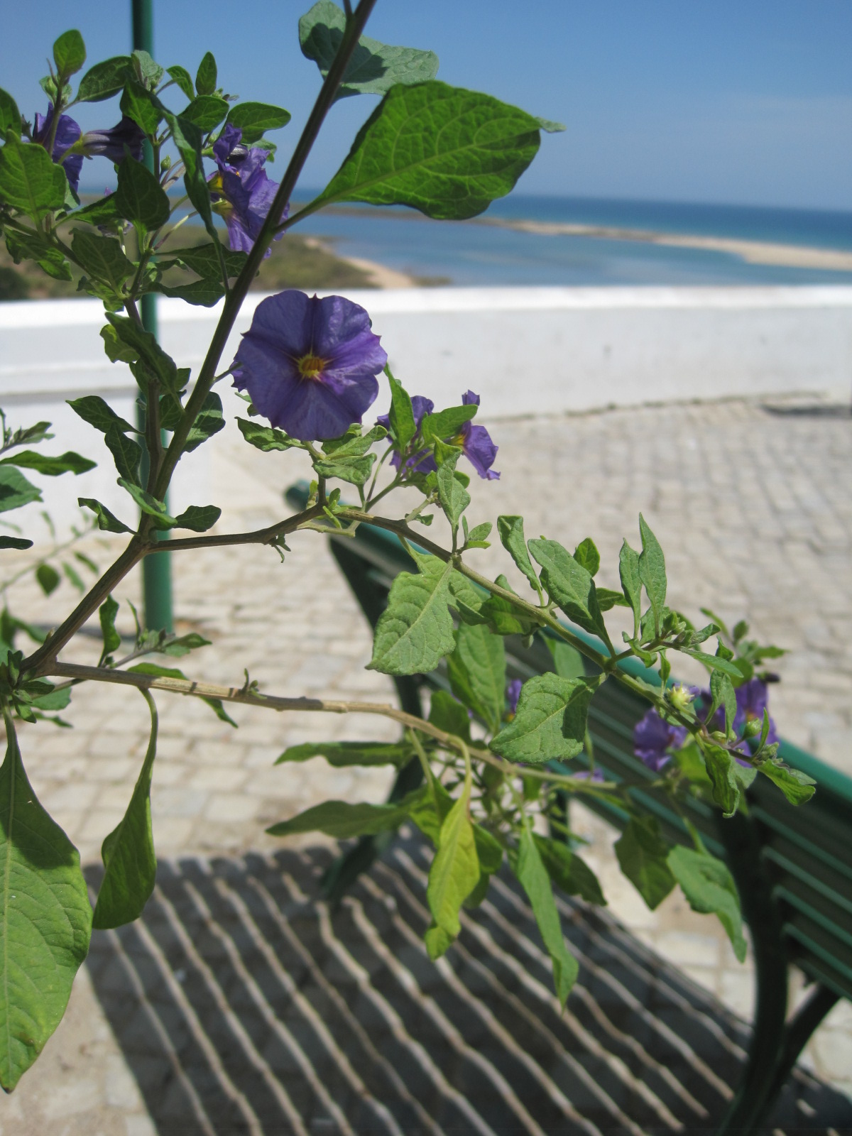 A bench at Cacela Velha