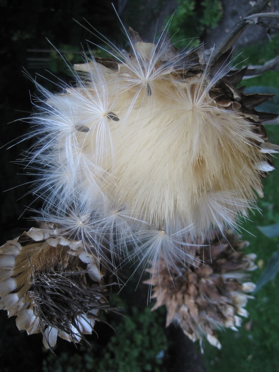 An adorable ball of fluff!