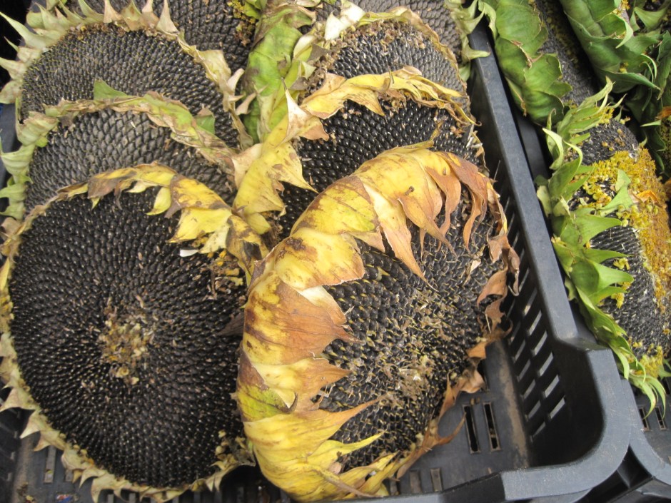Sunflower heads on the market