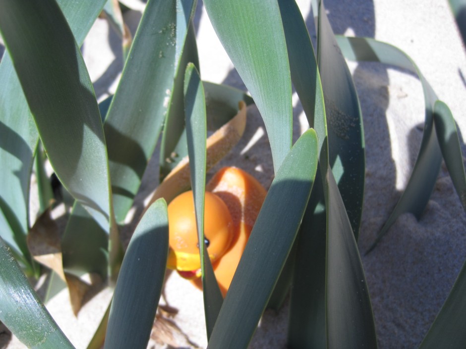 A discarded ducky on a beach