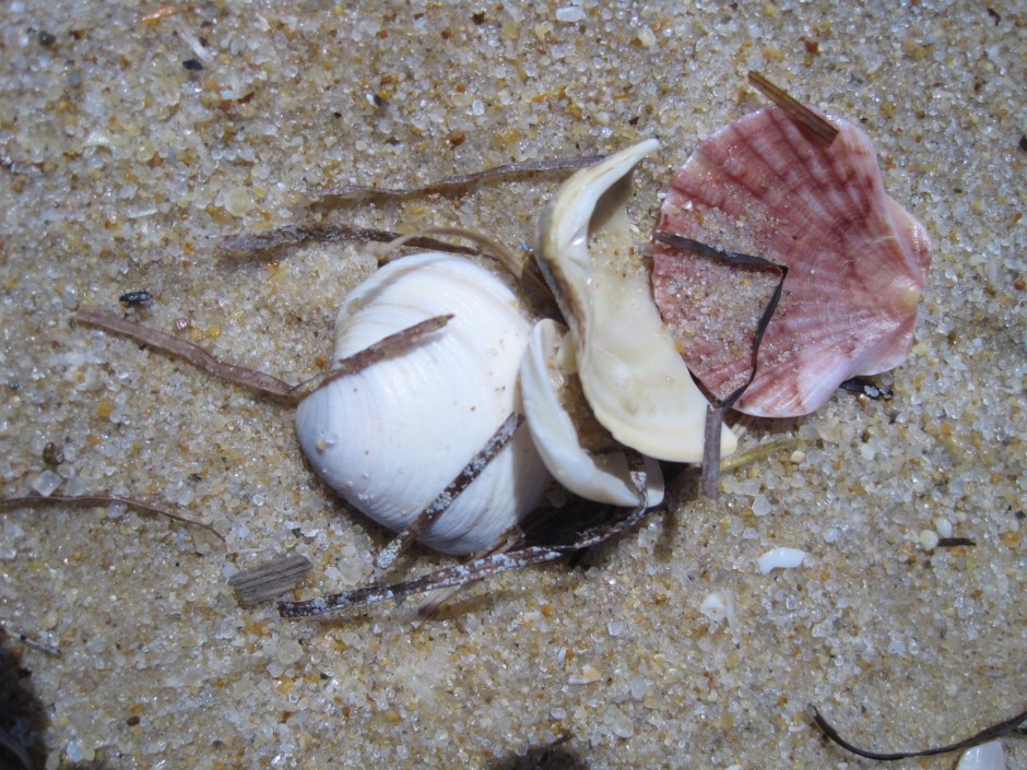 Or a cluster of shells on a beach
