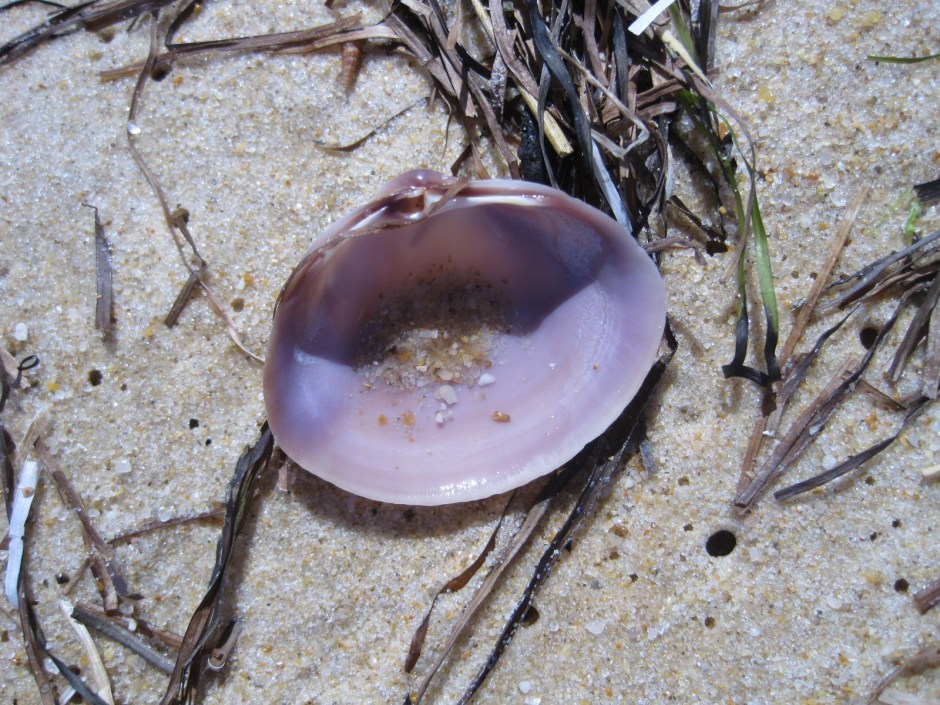 And some are shining jewels