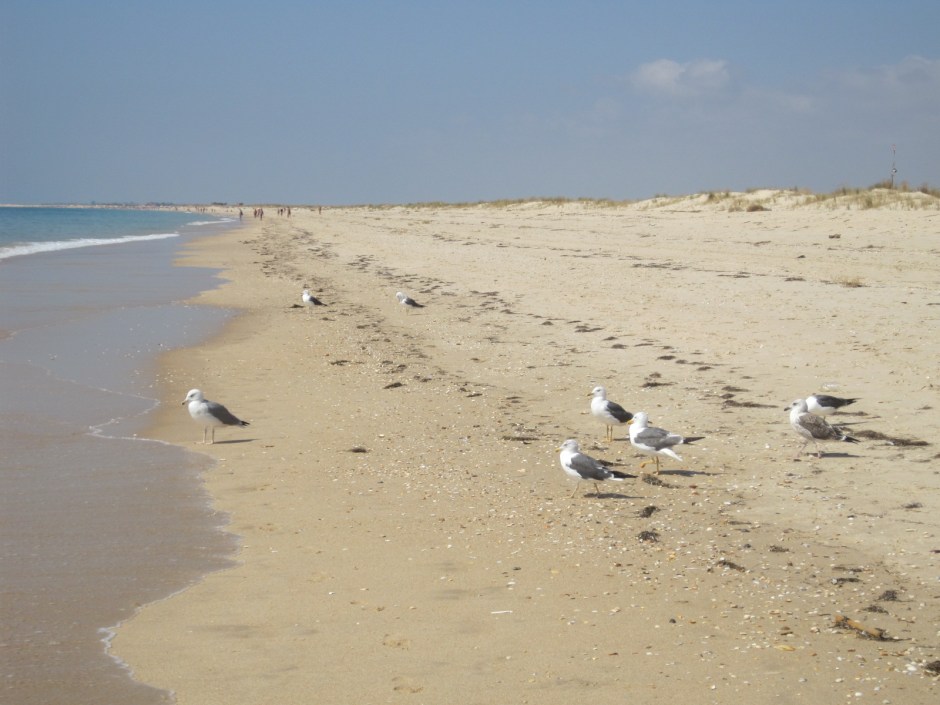And just in case you thought I had the beach to myself...
