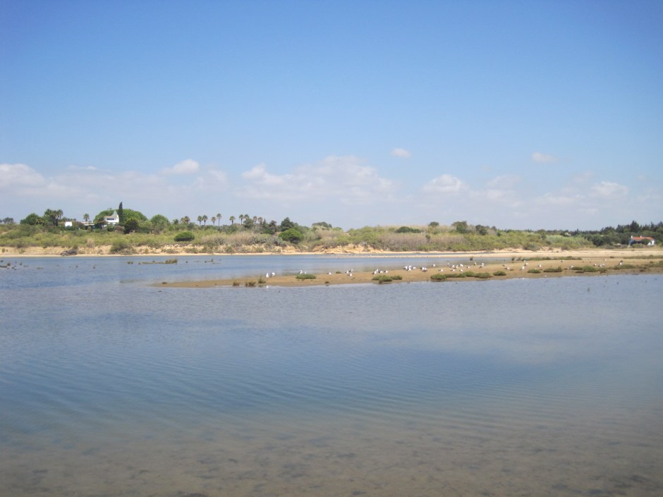 It's a great meeting place for birds