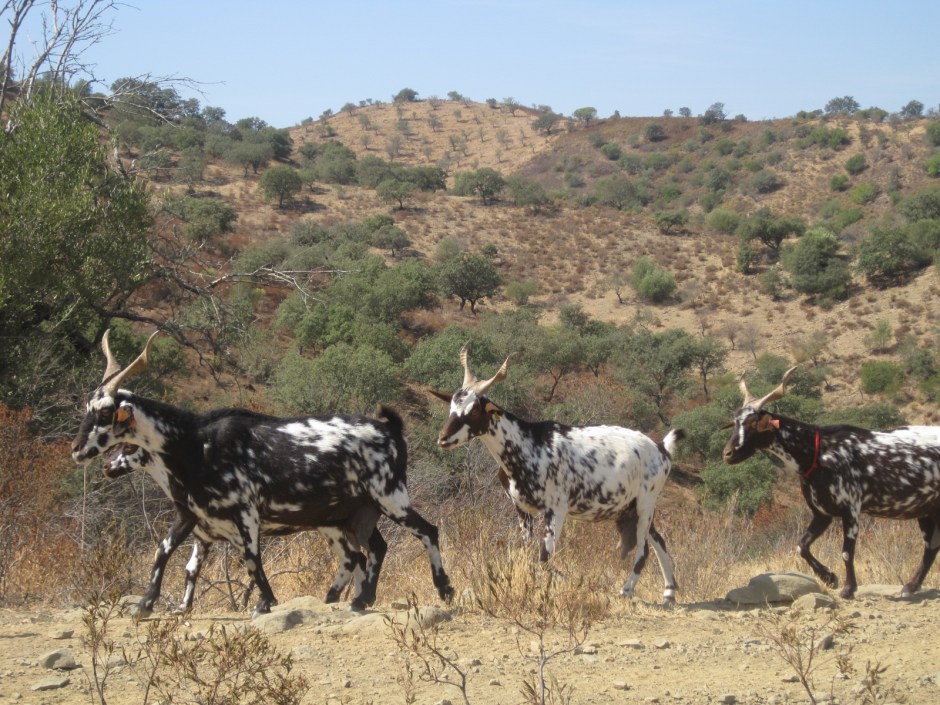Keep moving boys- they're watching us!