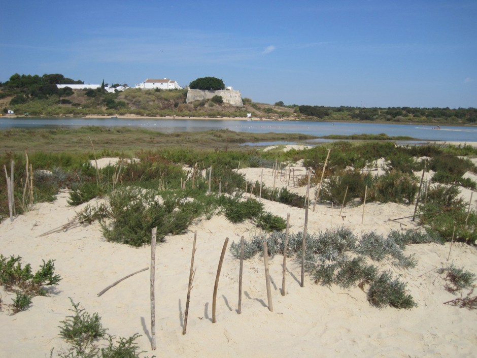 Can you see them on the sandbar?