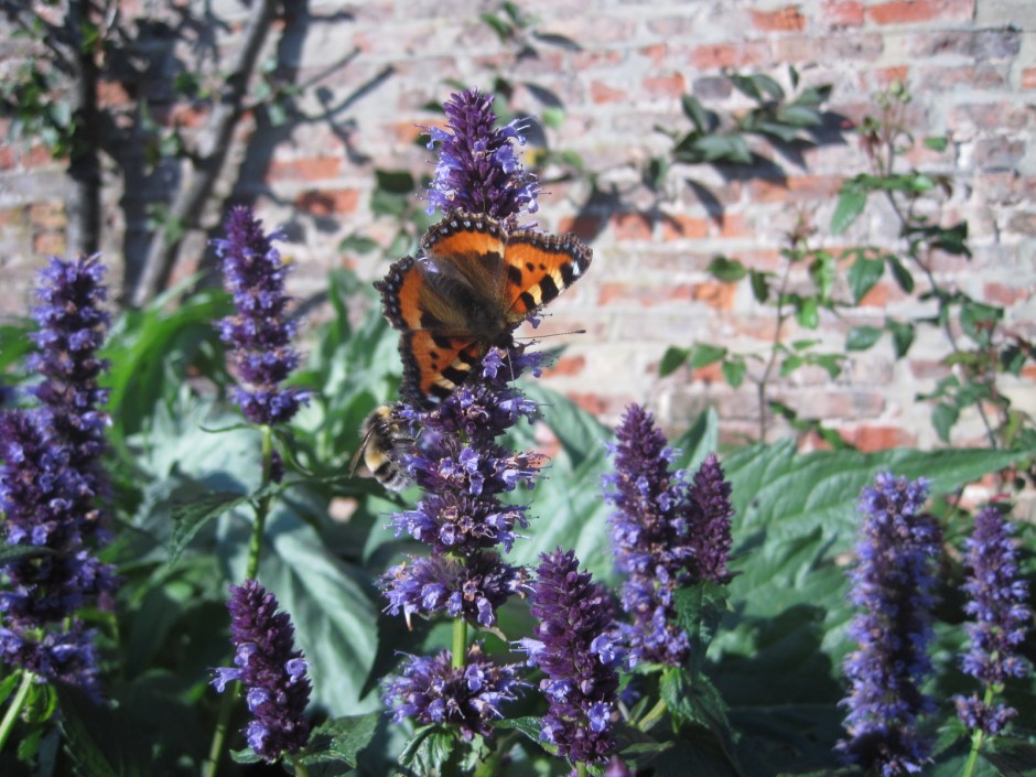 And a South Border to attract the butterflies