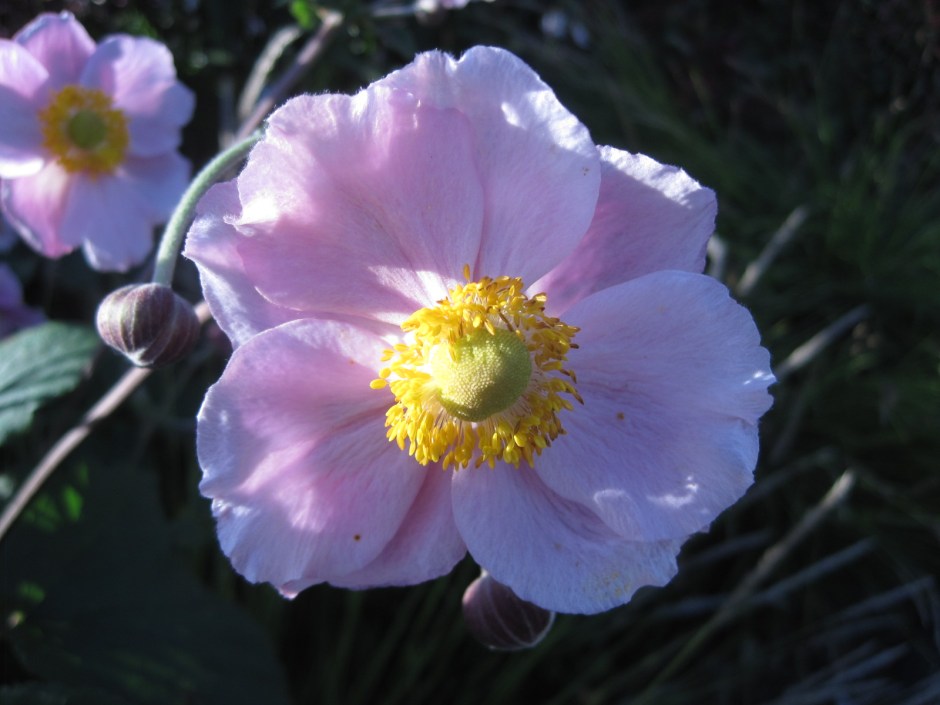 Delicately blushing Cosmos