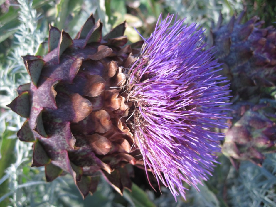 And thistle delight!
