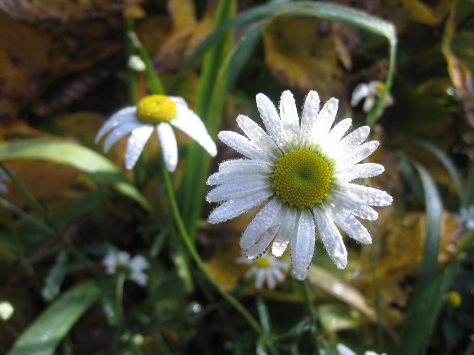 Let's get delicious with the daisies first!