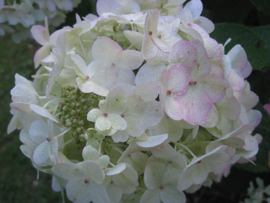 But close at hand there are jewels to distract