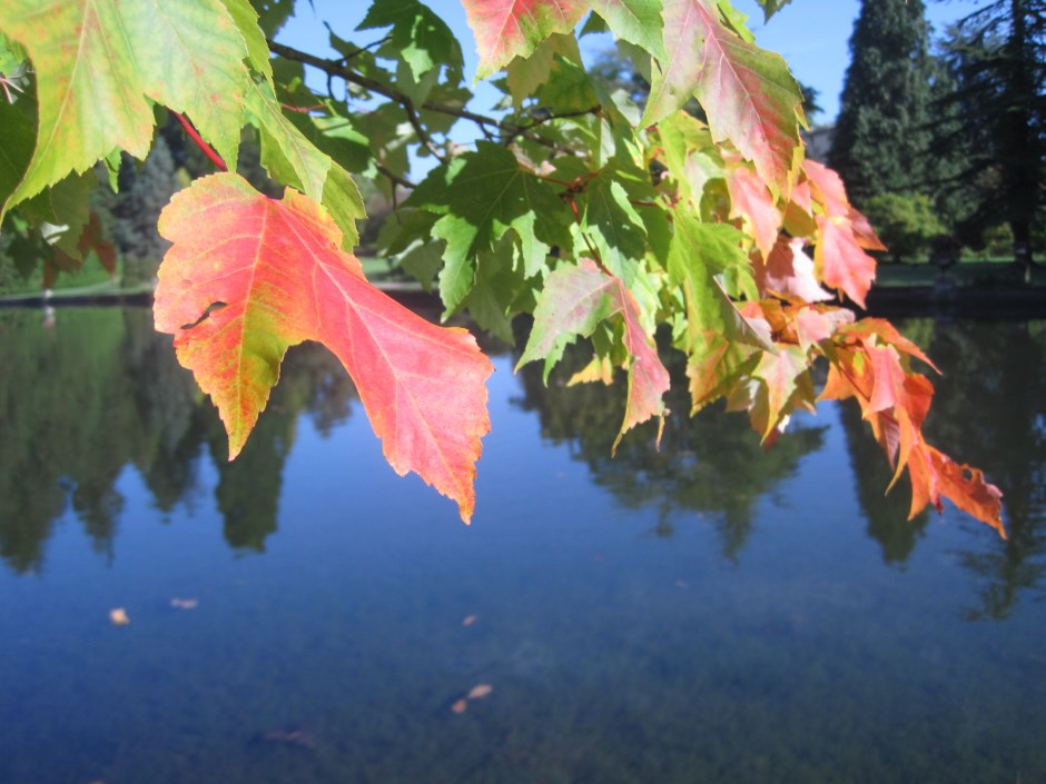 Just the lake and the leaves
