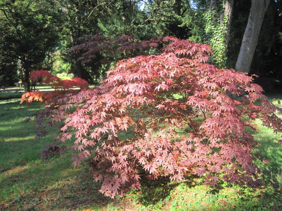 And gasps of acer colour