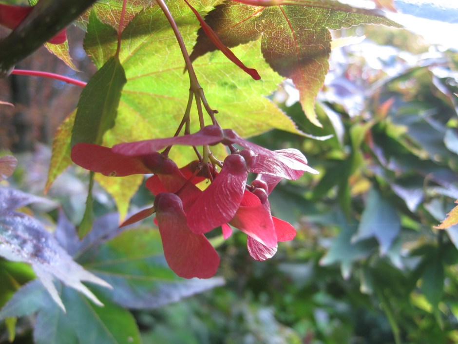 I'm more taken with the Sycamore wings