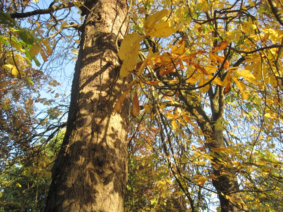 I have a real fondness for leaf shadows