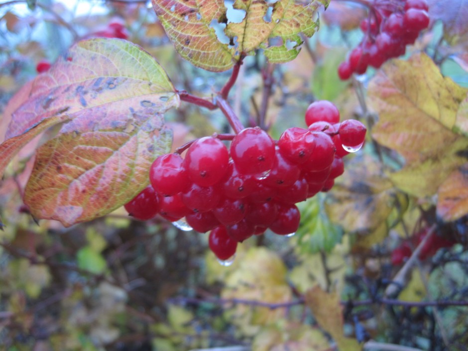 But when it rains the choices are fewer