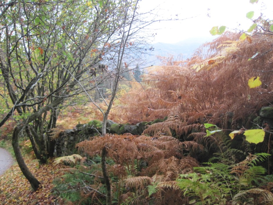 Just a little more bracken