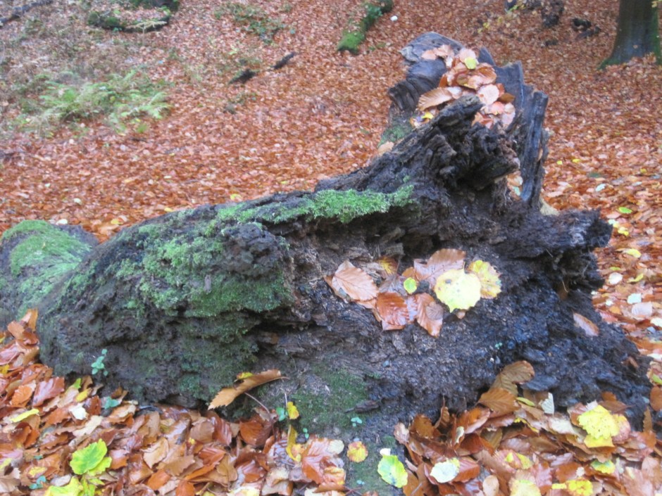 But I was much taken with this aged log