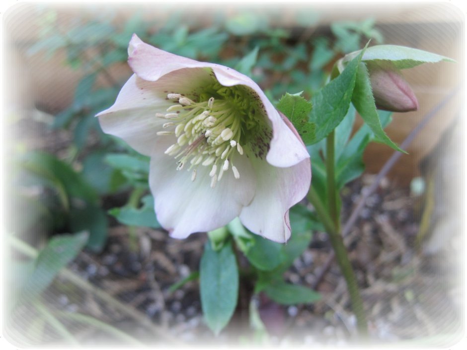 Hellebore